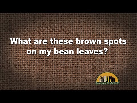 Q&A – What are these brown spots on my bean leaves?