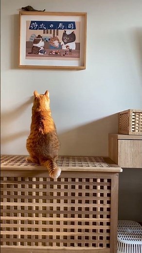 UNI: You Can't Escape Me, the Light! 貓咪的「戰鬥」日常！屋泥的光點狩獵時間 UNI：「絶対に捕まえてやるにゃ！」