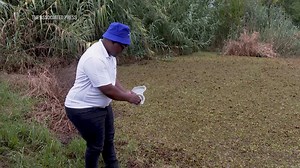 Scientists bank on weevil beetle to save Southern Africa's freshwater from alien plant invasion