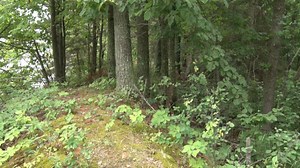 Chippewa National Forest Growth Continues With New Land Acquisition - Lakeland PBS