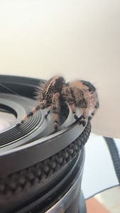 Since “Behind the scenes” shots are trending, I thought I’d share this fun outtake of Wednesday. One of the funnest parts of Jumping Spiders is their curiosity. They often end up on my phone or camera. #nofilter #jumpingspider #macro #micropets | Dianna Burkholder