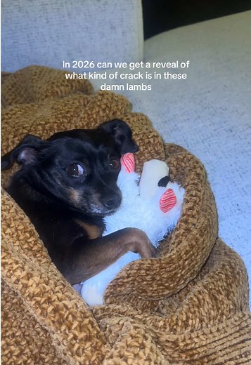 Can Dogs Get Pimples on Their Ears?