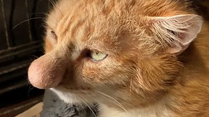 Meet Barney Bubble, the cat with an unusually big nose