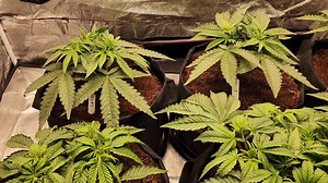 71 reactions | Trainwreck x Wedding Pie 華 veg week 7 / day 46 from...