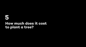 25K views · 146 reactions | How much does it cost to plant a tree? (More interesting with VOLUME): | Ecosia | Facebook