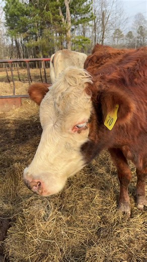 Odom Farm | Cattle Life (@odomfarms)’s videos with original sound - Odom Farm | Cattle Life