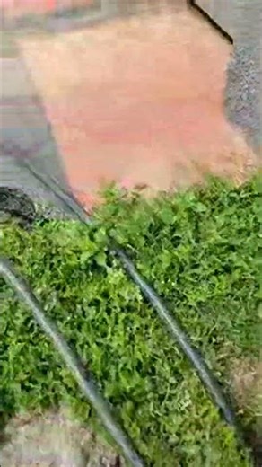 How to run cable for your fibre #ftth #live #shorts #livestream #hazard #youtubeshorts