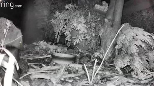 British Hedgehog Preservation Society (Charity) on Instagram: "This curious hedgehog is making good use of a wild corner - full of leaves, shrubs, bugs & grubs! 🦔 🪱 🪲 🍂 This 'hog was spotted back in the springtime - when hedgehogs are active in our gardens & green spaces. 📹 Kimberly #DailyHedgehog"