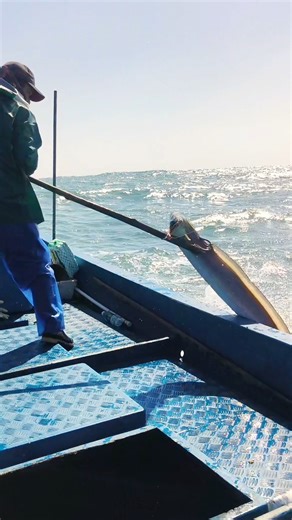 Seaman Catches a Massive fish with a Gaff Hook at Sea