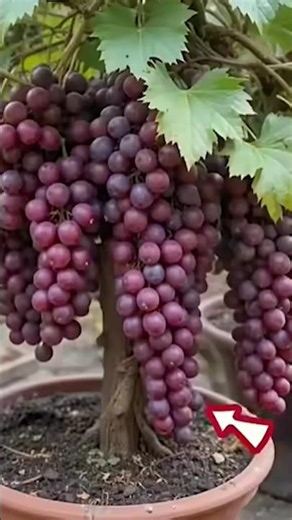 🌱 How to Grow Grapes at Home From Seed | Easy Method