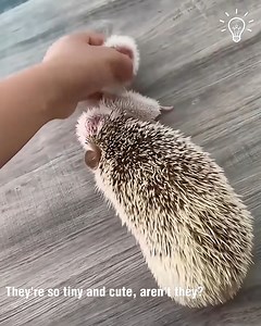 6.6K views · 49 reactions | Mama hedgehog with her newborn hoglets! 璉 | Sewing Tips | Facebook