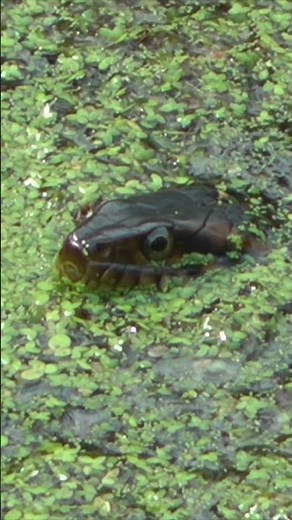 The Broad Banded Water Snake | Texas