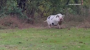 'He's hard to catch, he's not even greased,' Pennsylvania family looking for their escaped pet pig, Kevin Bacon