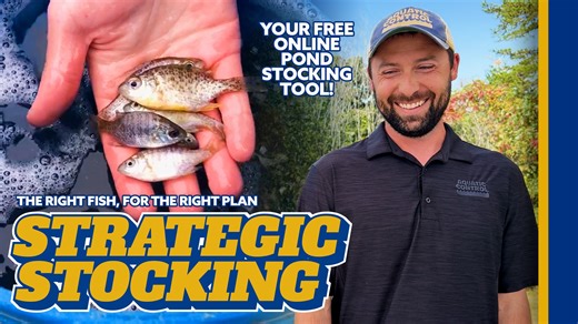 12 reactions | Wondering what fish you should stock in your pond? Our FREE online pond stocking tool gives you a custom stocking plan, just in time for fall! Visit here: https://aquaticcontrol.com/pond-lake-fish-stocking/ #AquaticControl #LakeManagement #LakeLife #PondManagement #PondLife #FishStocking #FishingLife #LakesideLegends #FreeConsultation #StrategicStocking | Aquatic Control, Inc. | Facebook