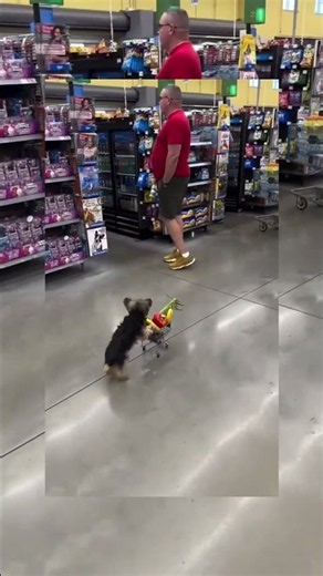 POV: Your Dog Goes Grocery Shopping 😂🐾