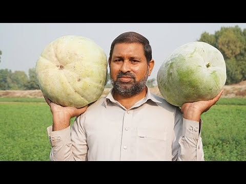 32kg Pethe ka halwa By Pakistani Village Food - Making Ash Gourd Sweet At Home