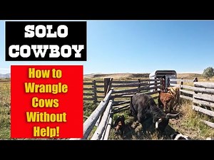 Solo Cowboy Wrangles Cattle: How to Herd Cows Without Help!