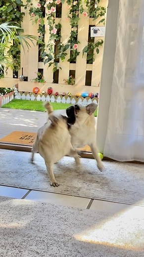 3.8K views · 133 reactions | Grumpy Pug on Reels | Facebook