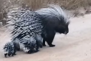 Mother porcupine and her porcupettes spotted in the Kruger [watch]
