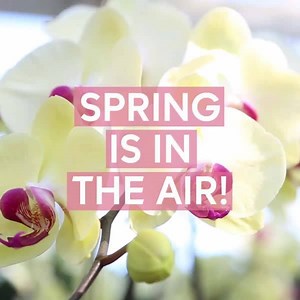 11K views · 477 reactions | Spring has sprung in NYC at The New York...
