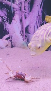 Blowfish are My friends❤🐟🐠🐡🦀🦐 #aquarium #fish #freshwaterfish #saltwaterfish #marinefish #tropicalfish #coldwaterfish #usa #fishtank #fishkeeping #fishtankdecor #fishtankfilter #fishtankheater #fishtanklight #fishtankplants #fishliver #fishtanksupplies #fishtankstand #fishtankthermometer #fishtankwaterchange #fishtank | Ny Pheap