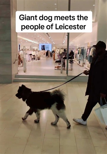 Giant Akita Dog Meets People in Leicester