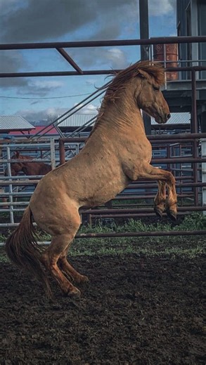 11K views · 14K reactions | My most challenging -Horse. ✨ Red Sands, Colonial Spanish (aka Spanish Barb) Stallion. We’re slowly staring our hoof handling era after overcoming initial challenges. Please visit prior videos of Red to grasp further context as well as his background story. 懶 @relentlesshntr @_thehorsecenter #spanishbarb #colonialspanishhorse #horsemanship | The Horse Center | Facebook