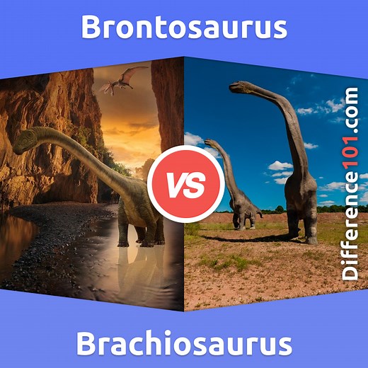 Brontosaurus vs. Brachiosaurus: 6 Key Differences, Pros &