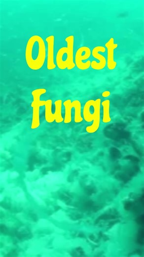 Fungi That Swim#sciencefacts#didyouknow#viralvideo#fungiclassification#neet #viral #Chytridiomycota