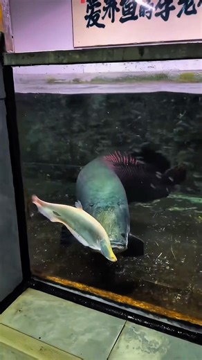 Only Legends Can Guess the Fish the Arapaima Ate 🔪 #shorts #viral #trending #arapaima #fish