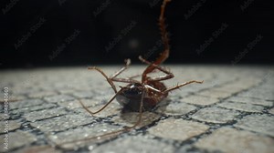 Dying cockroach on its back, insect belly up. Roach death. Effects of insecticides on cockroach. Macro cockroach, close up. Pest control. Kitchen, bathroom floor