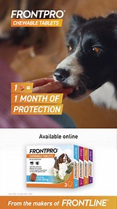 185K views | NEW FRONTPRO® chewable tablets protects your dog and home from fleas and ticks for one month. Because nothing should come between you. | Animed Direct | Facebook