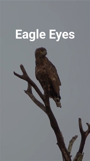Brown Snake Eagle on Watch 🦅 | Sunday Safari Moment