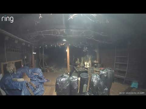 🦊Plum the vixen frolics with her new mate on the sofa