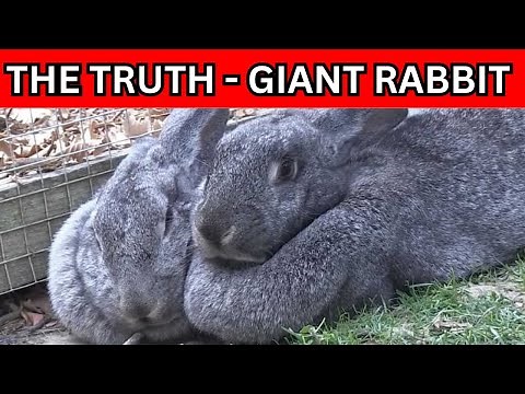 The Surprising Truth About Giant Rabbit Breeds