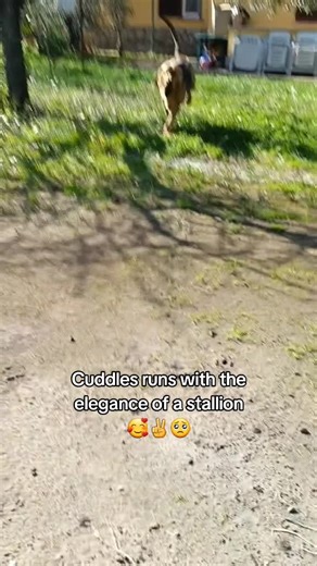 🐕‍🦺 #🐕‍🦺🐕‍🦺🐕‍🦺🐕‍🦺🐕‍🦺 #🐕‍🦺 #🐕‍🦺🐕‍🦺 #🐕‍🦺🐕‍🦺🐕‍🦺 #🐕‍🦺🐕‍🦺🐕‍🦺🐕‍🦺