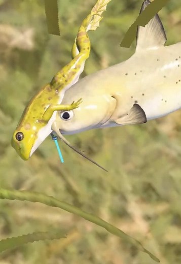 Игра Russian Fishing 4: огромная рыба на живца — как поймать сома