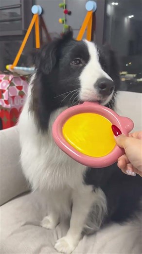 Prove the Myth: My Border Collie's Unbeatable Obedience Skills