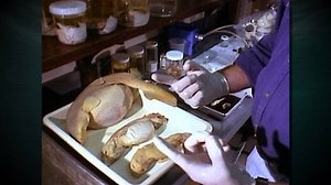 Watch Shark Week Season 2012 Episode 10 - Shark Week's 25 Best Bites