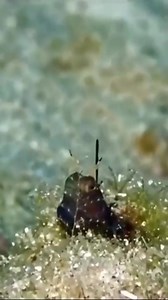 Seabed 🤩❤️ | Our World in Photographs