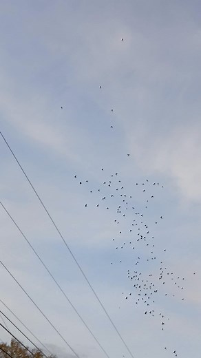 I inadvertently shortened the video 😤, and numerous additional birds emerged from my mother's bamboo forest; this was a beautiful sight to behold. | Misty Muck