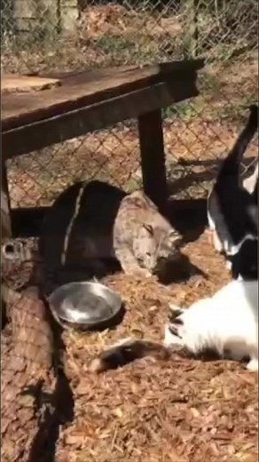Hannibal the Bobcat playing #bobcats #cat #playing #animalrescue | The CARE Foundation