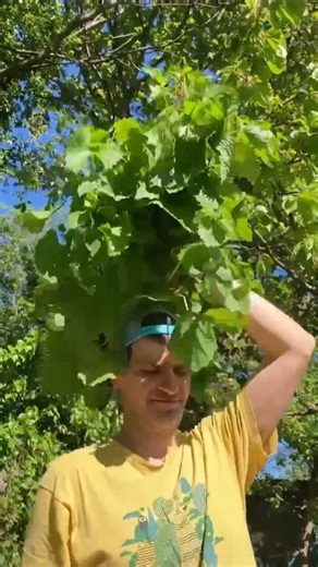 HOW TO FORAGE AND HARVEST WILD GARLIC MUSTARD