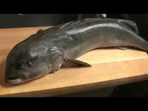銀だらのさばき方～握りになるまでとカマの塩焼きの作り方 寿司屋の仕込み how to fillet a Sablefish and make sushi