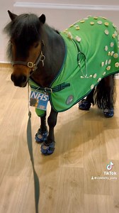 Horse Doctor #horse #pony #doctor | The Adventures Of Patrick The Pony