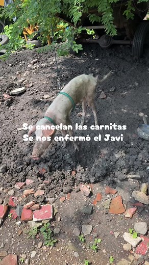 I swear he eats, but he doesn’t get. fat#fyp #farmlife #pig | Carnitas