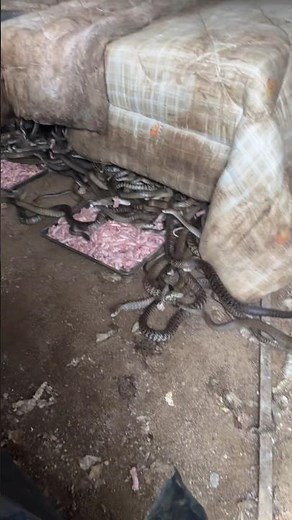 Inside a Snake Farm: Chicken Necks Laid Out Buffet-Style for Pythons 👀