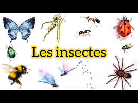 LEÇON 9: APPRENDRE LE NOM DES INSECTES