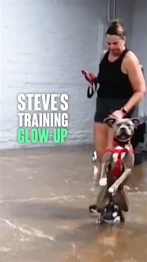 Steve’s Training Glow-Up From lunging at leaves, dogs, and our camerawoman, to loving daycare days. Steve’s transformation says it all. Training didn’t just change his behavior, it gave him a full, happy life (and some new friends, too). We love seeing our grads come back and keep growing! #DogReactivity #BeforeAndAfter #DogTrainingJourney #ReactiveDogSuccess #DogDaycare | Miracle K9 Training
