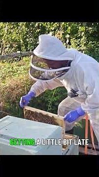 Health Check! Bees' Brooding Stages Explained 🐝